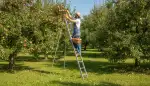Sicher ernten: Die richtige Obstbaumleiter
