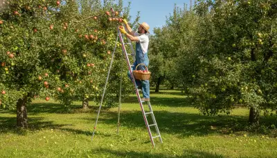 Sicher ernten: Die richtige Obstbaumleiter